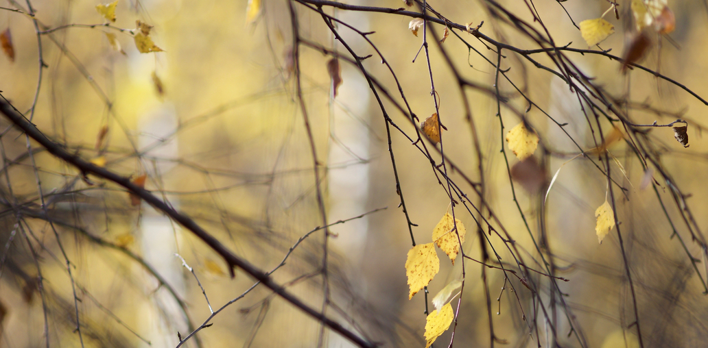 Листья падают, листья падают.