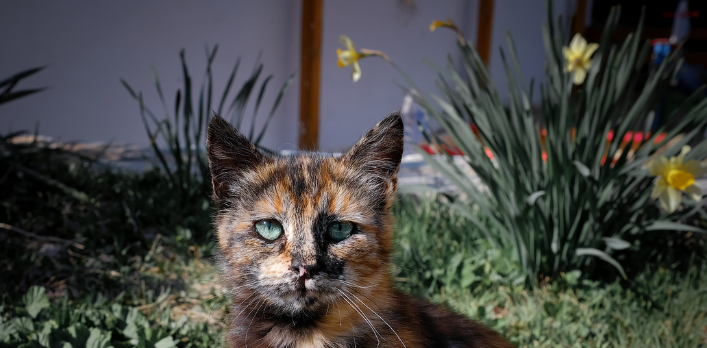 Балаклавский кот