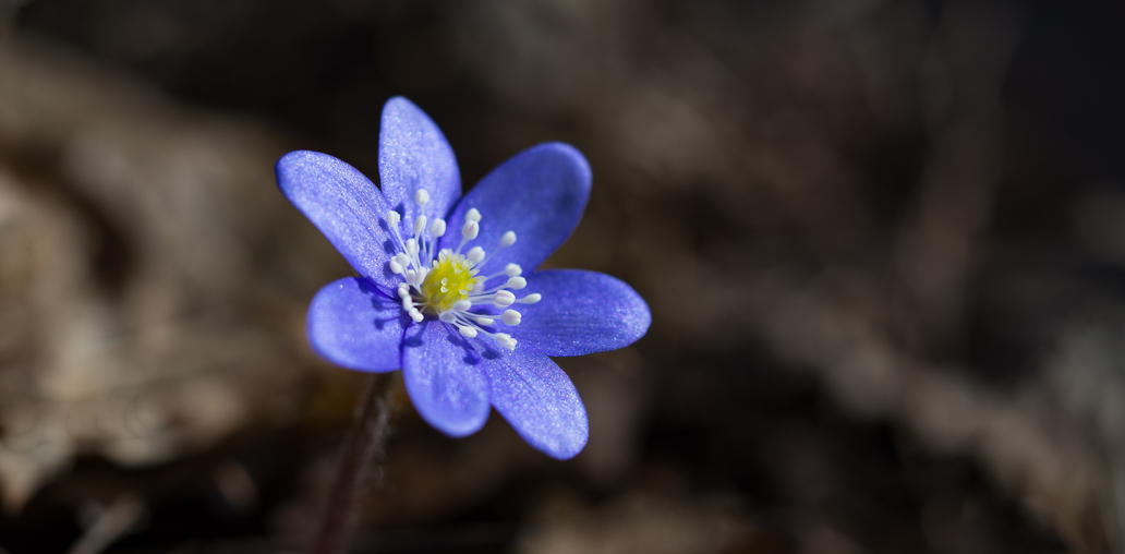 Первые весенние лесные цветочки. Гатчина, Приоратский парк. Апрель.