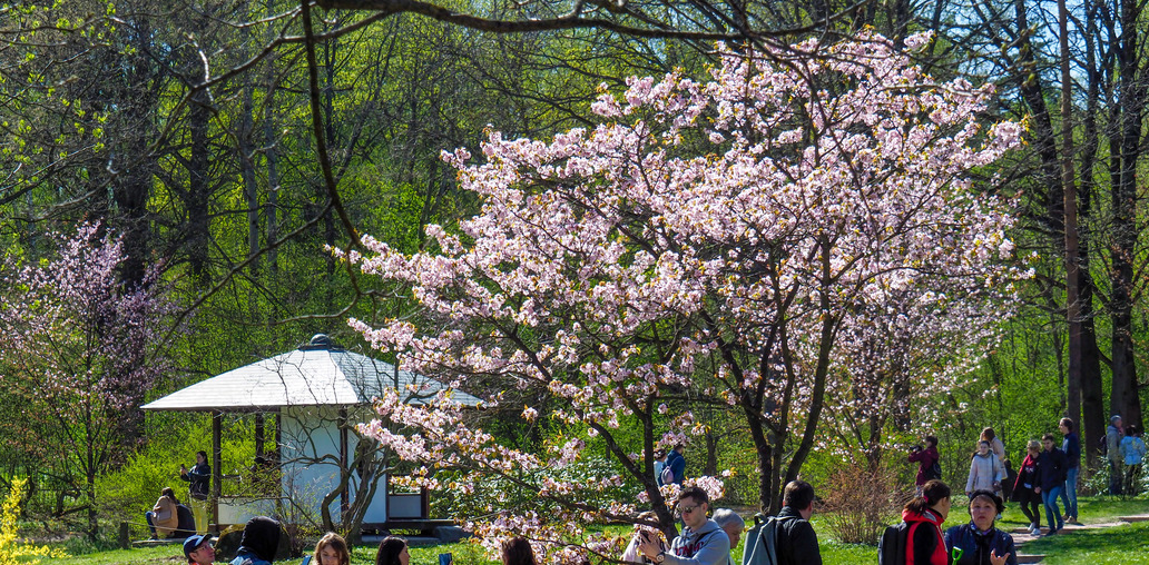 Цветение Сакуры в Японском саду Москвы