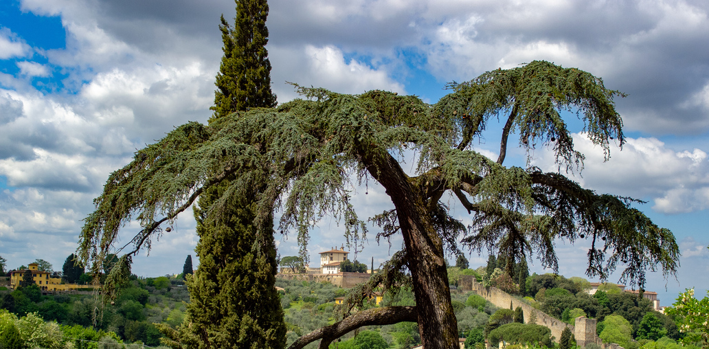 Два дерева во Флоренции