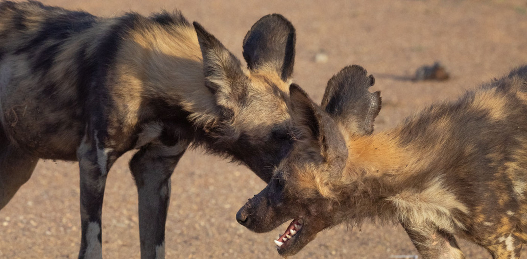 Дикие собаки Намибии