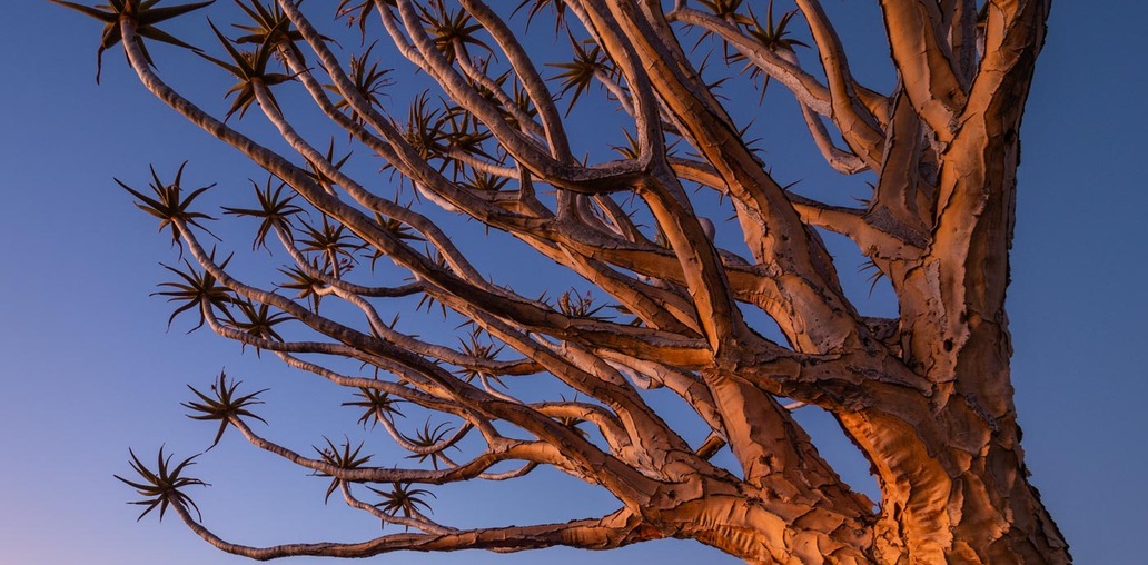 Алоевы деревья Намибии