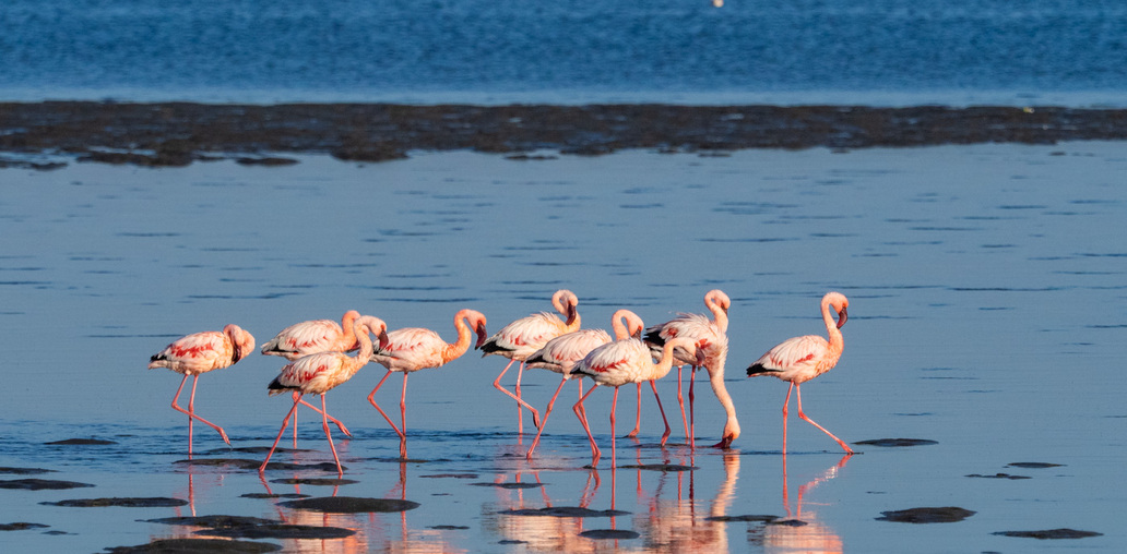 Фламинго Намибии