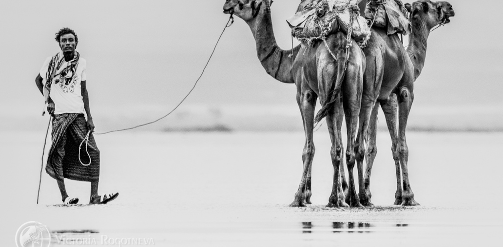Афар и его верблюды
