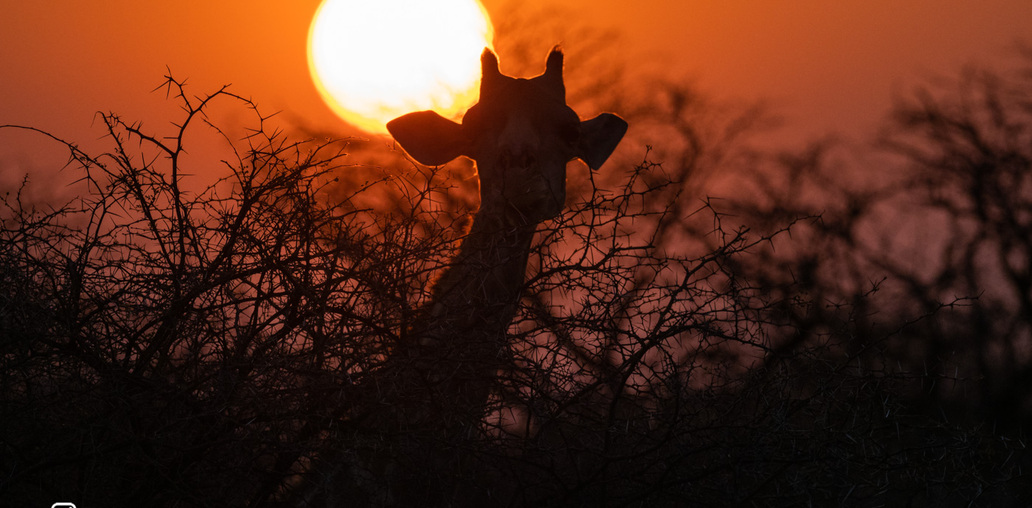 Жираф на восходе