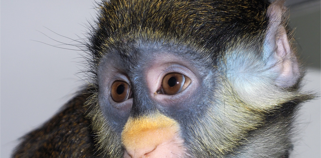 обезьянка с жёлтым носом.