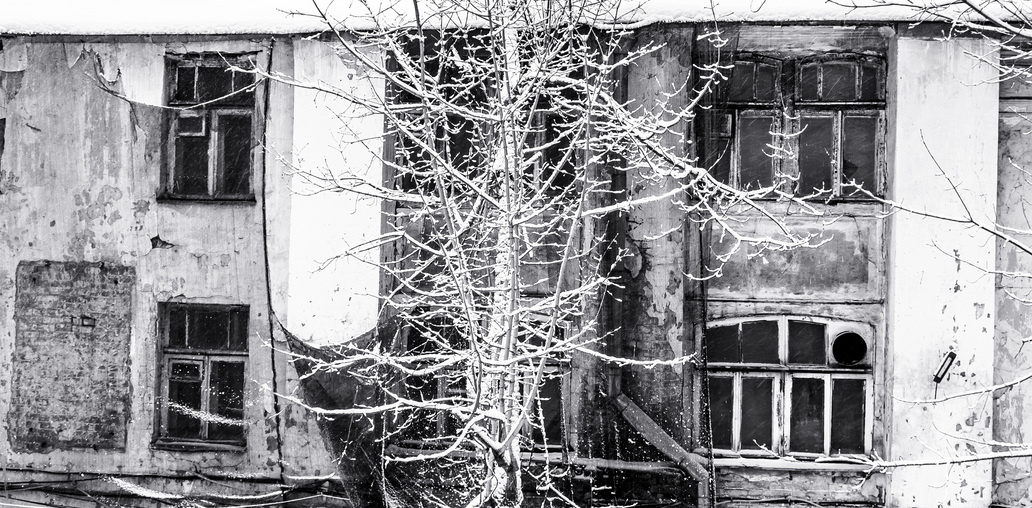 Дерево у заброшенного дома. Зима