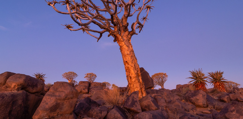 Алоевое дерево ( Намибия)