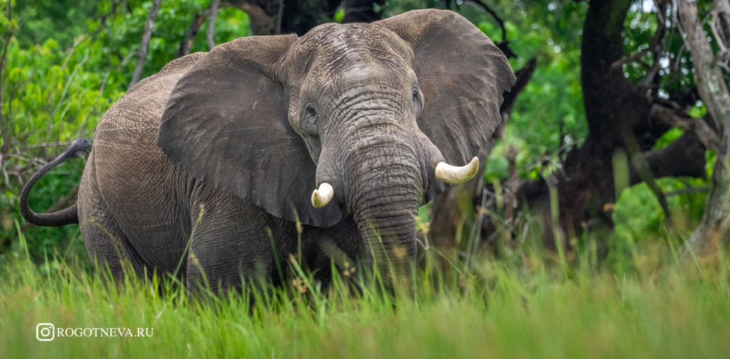 Слон ( Ботсвана)