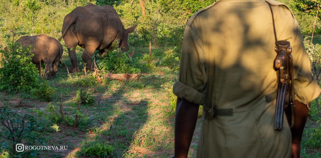 Пешее сафари к носорогам (Замбия)