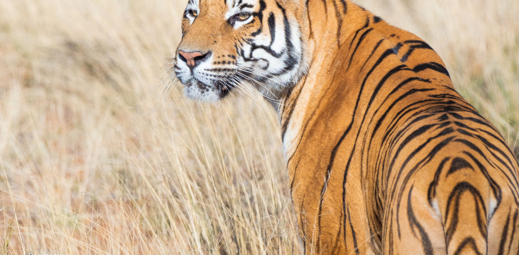 Тигр (7)