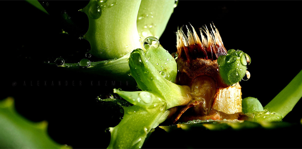 Ростки Алоэ1 Aloe's Sprouts1