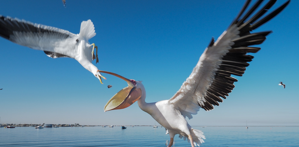 Битва чайки и пеликана