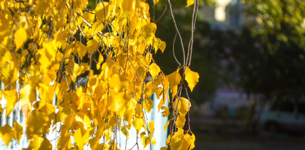 Жёлтые листья