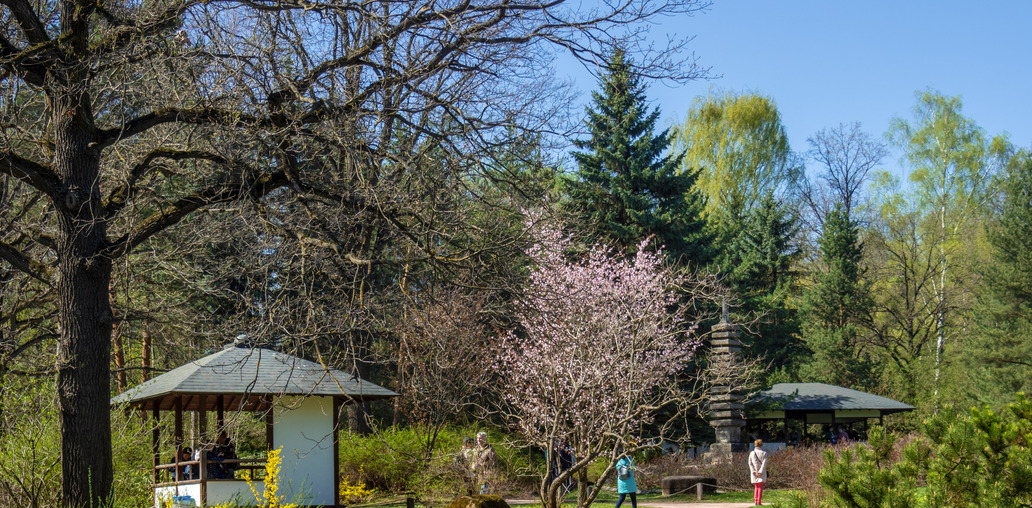 Японский сад в апреле