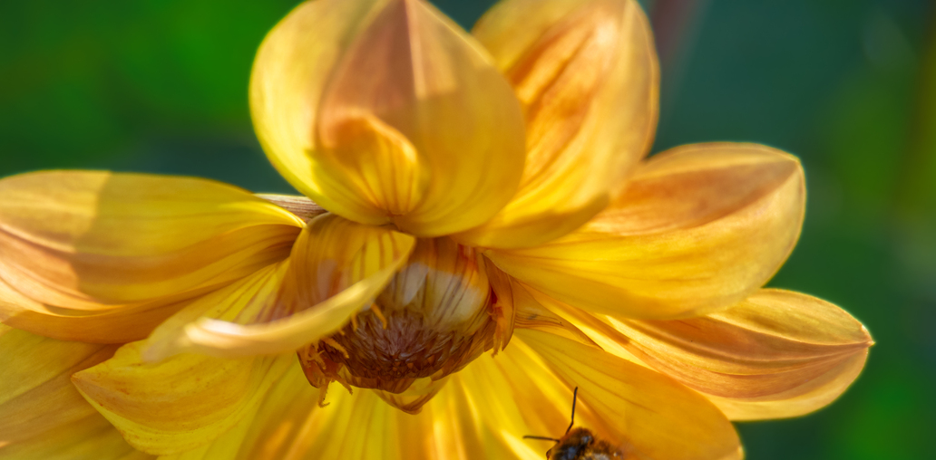 Цветок и Пчёлка