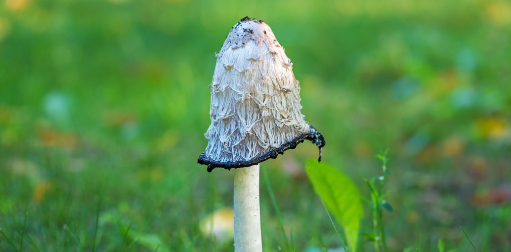 Чернильный гриб
