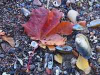 красный лист кленовый