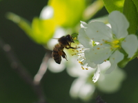 Пчёлка майская.