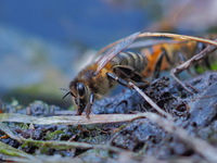 Пчела,копаясь в иле у пруда, смотрела в объектив olympus без труда!