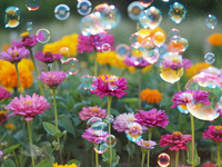 Цветы и мыльные пузыри)