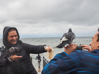 Кормление голубей на балтийском море