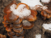 грибы под снегом
