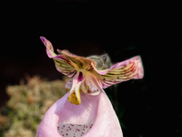 Редкие орхидеи. Orchid Paphiopedilum micranthum.