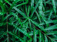 Текстура зеленых листьев.
