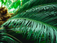 Текстура пальмовых листьев.