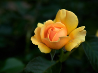Желтя роза