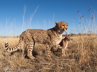 Кошечки Намибии