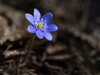 Первые весенние лесные цветочки. Гатчина, Приоратский парк. Апрель.