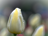 Нежно-сливочные тюльпаны :)