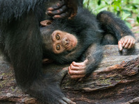 Шимпанзе Камеруна