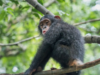 Шимпанзе Камеруна 2