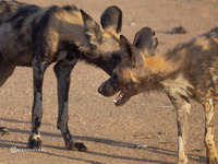 Дикие собаки Намибии