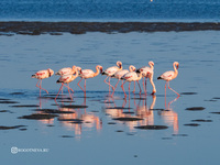 Фламинго Намибии