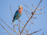 Птицы Танзании