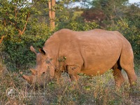 Африка, Замбия, Кафю, парк, носорог
