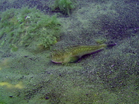 Uranoscopidae, Black Sea