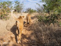 Прогулка со львами -2 ( Замбия)