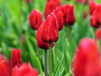 Красные тюльпаны.