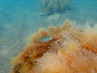 Trachurus novaezelandiae, Black Sea