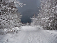 Дорога в лесу после снегопада