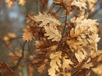 Листья осени