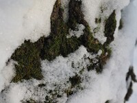 мох под снегом