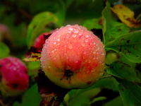 Яблоки после дождя