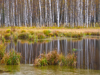 Берёзовый лес у болота